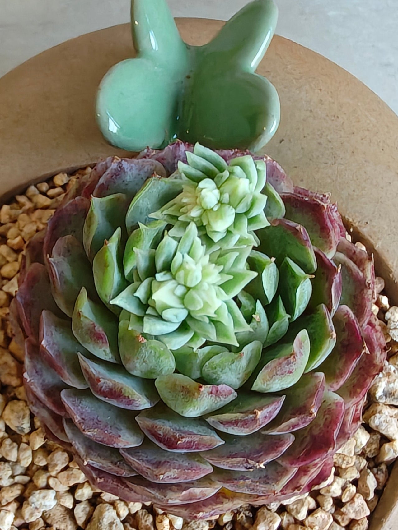 Succulent Butterfly Planter – Echeveria hybrid 'Red Hole (double blooming) - SlowBloomGreens