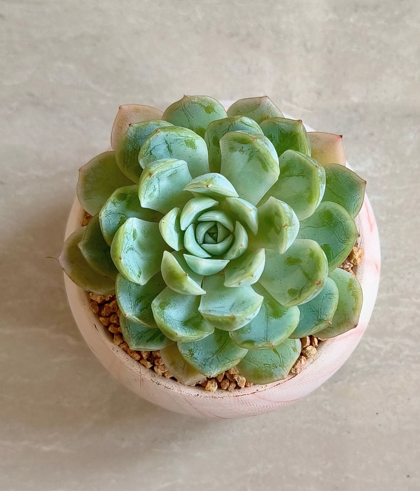 Succulent Elegant Round Orange Planter – Echeveria Elegans 'Mexican Snowball'