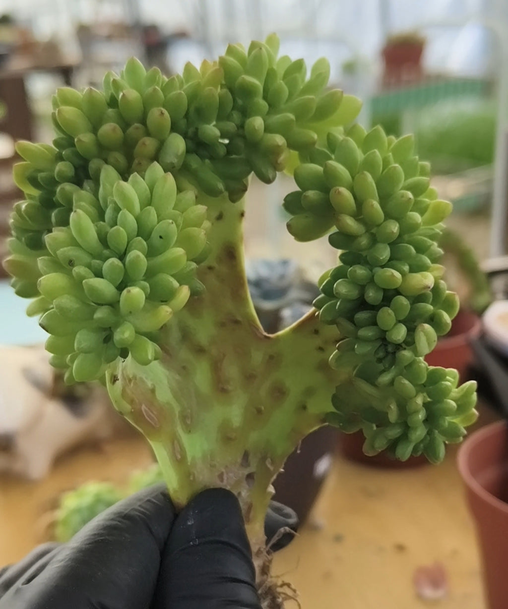 Succulent Starter Planter - Crested Sedum 'Alice Evans' - SlowBloomGreens