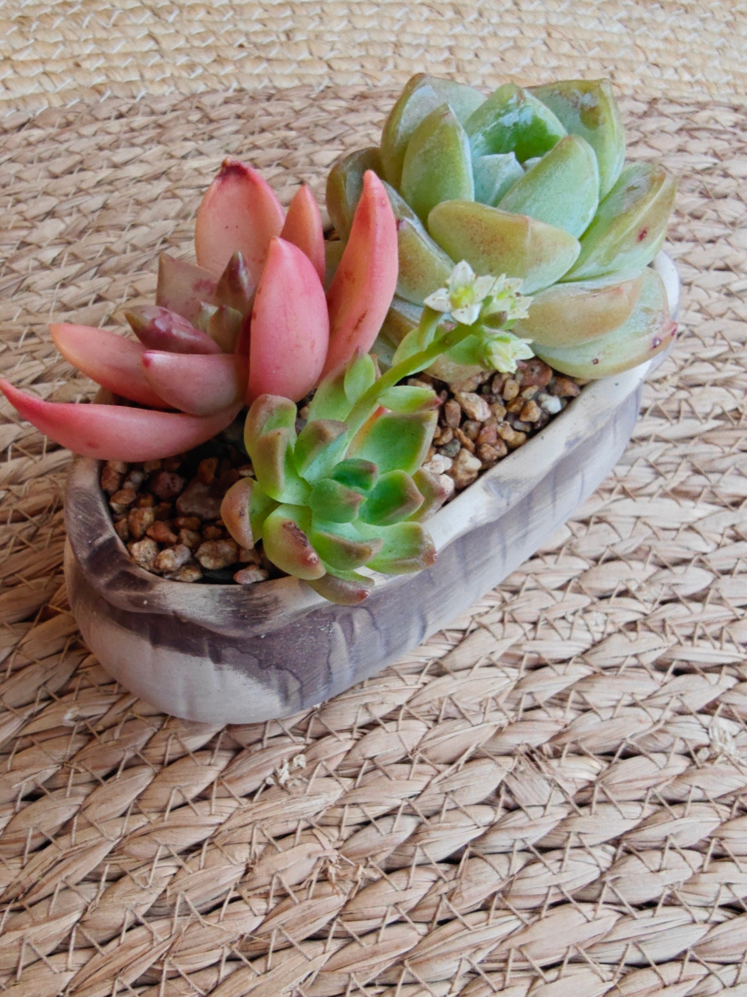 Rustic Bloom Succulent Planter – Echeveria Ice Green with Graptosedum Bronze