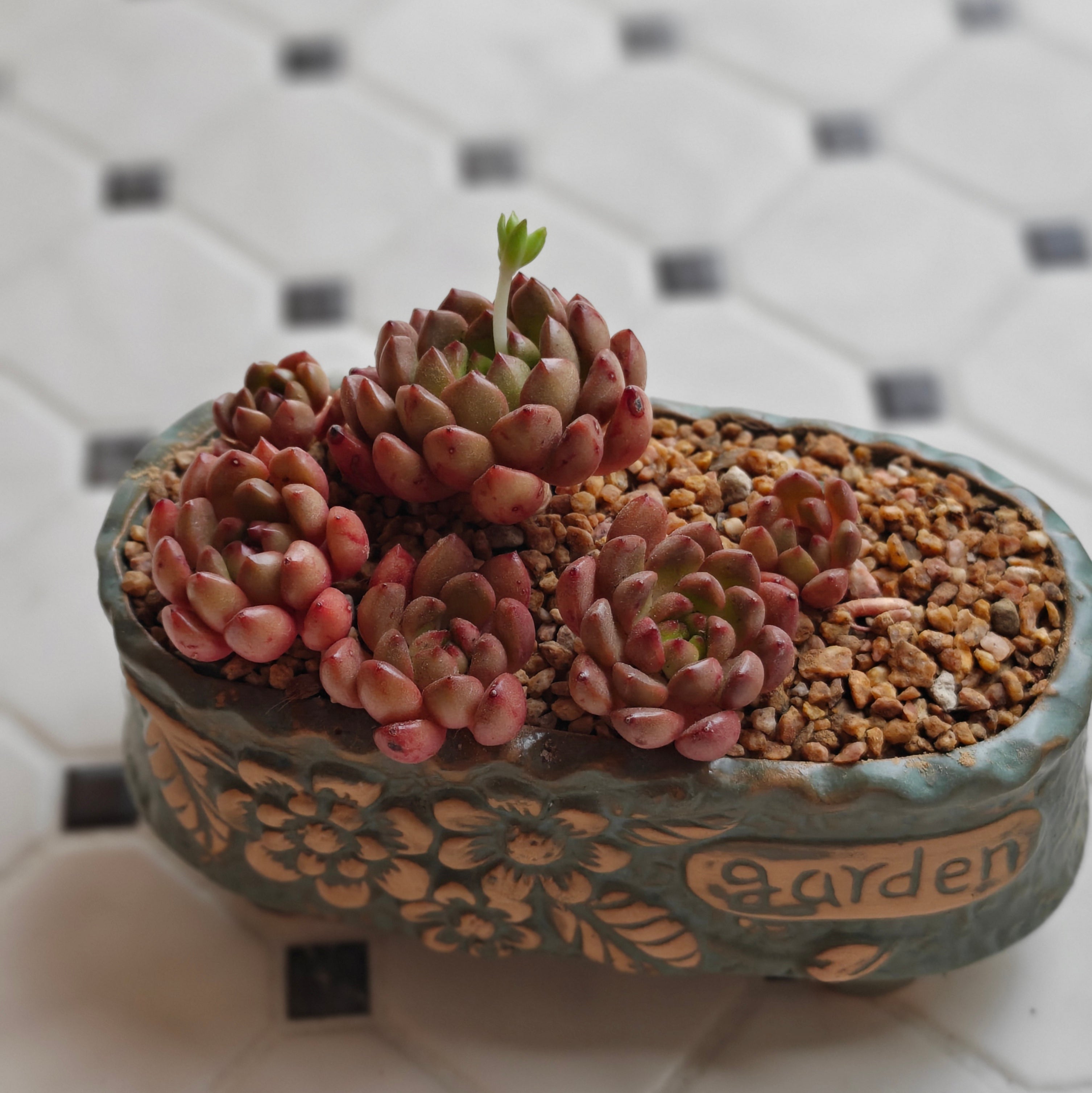 Vintage Teal Succulent Planter – Sedeveria 'Pink Ruby'
