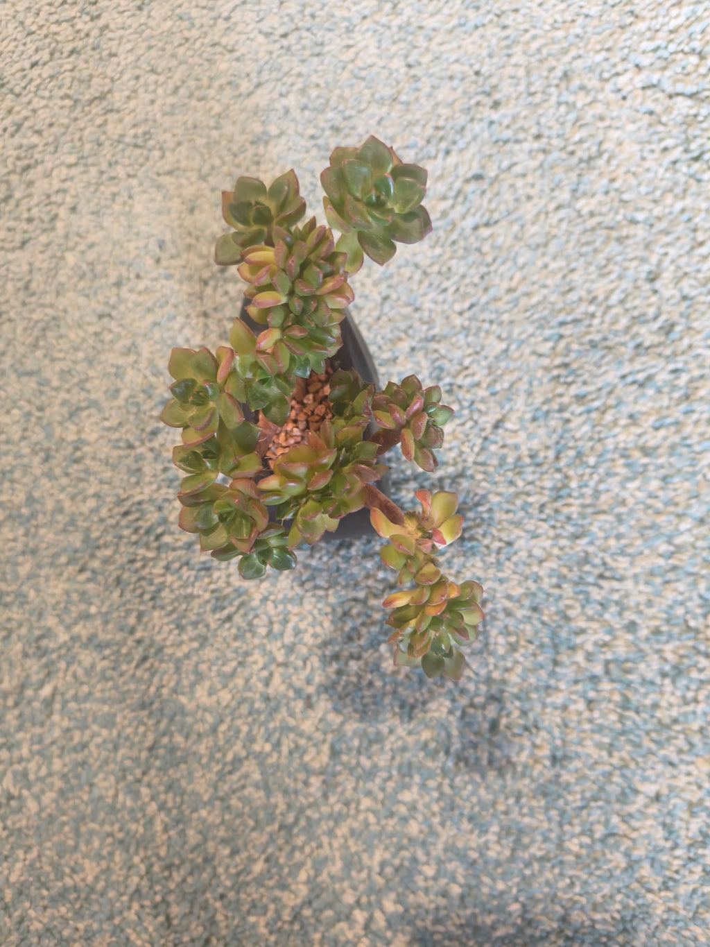 Succulent Petite Black Elephant Planter - Lety's Sedeveria - SlowBloomGreens