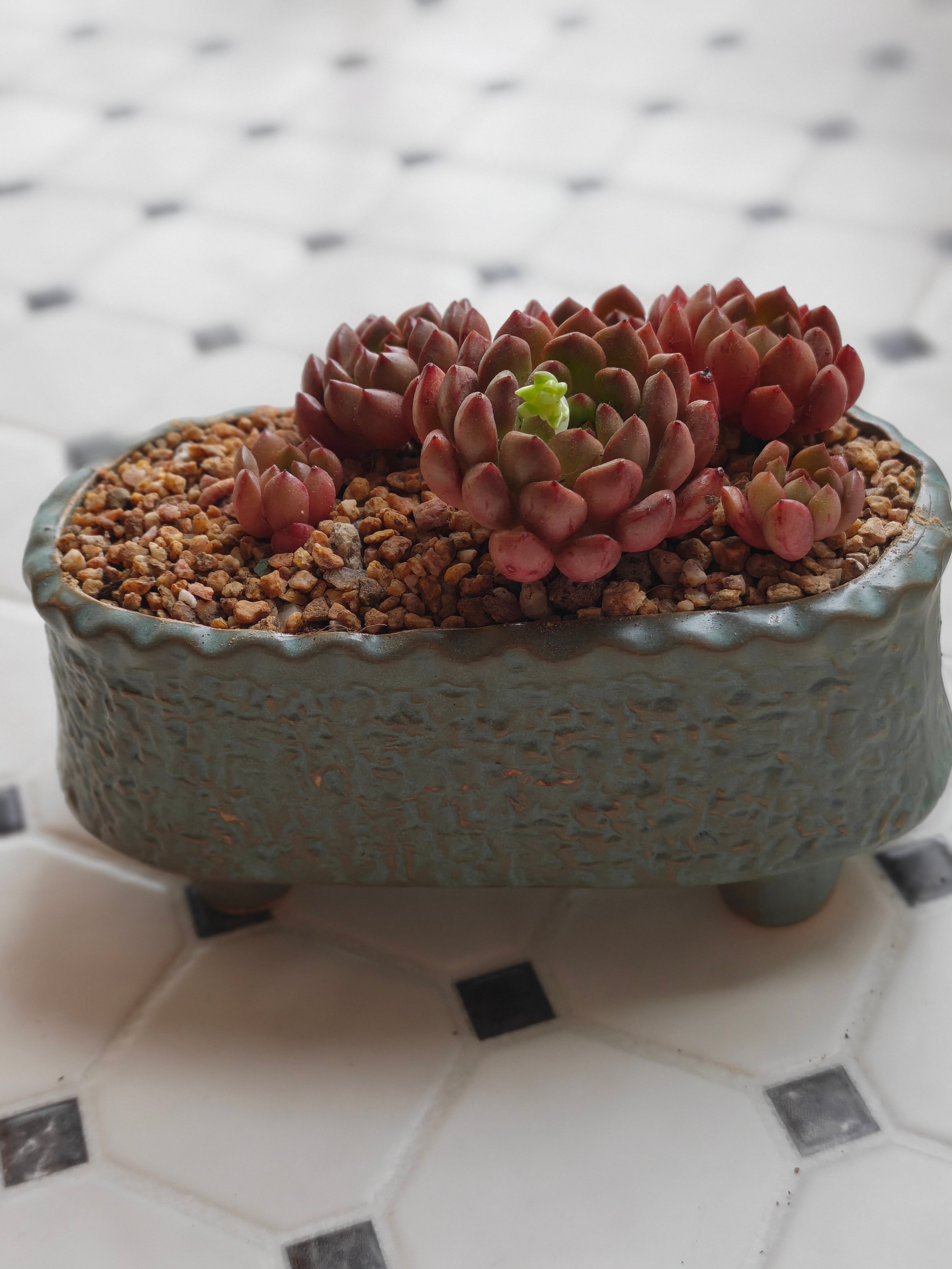 Vintage Teal Succulent Planter – Sedeveria 'Pink Ruby'