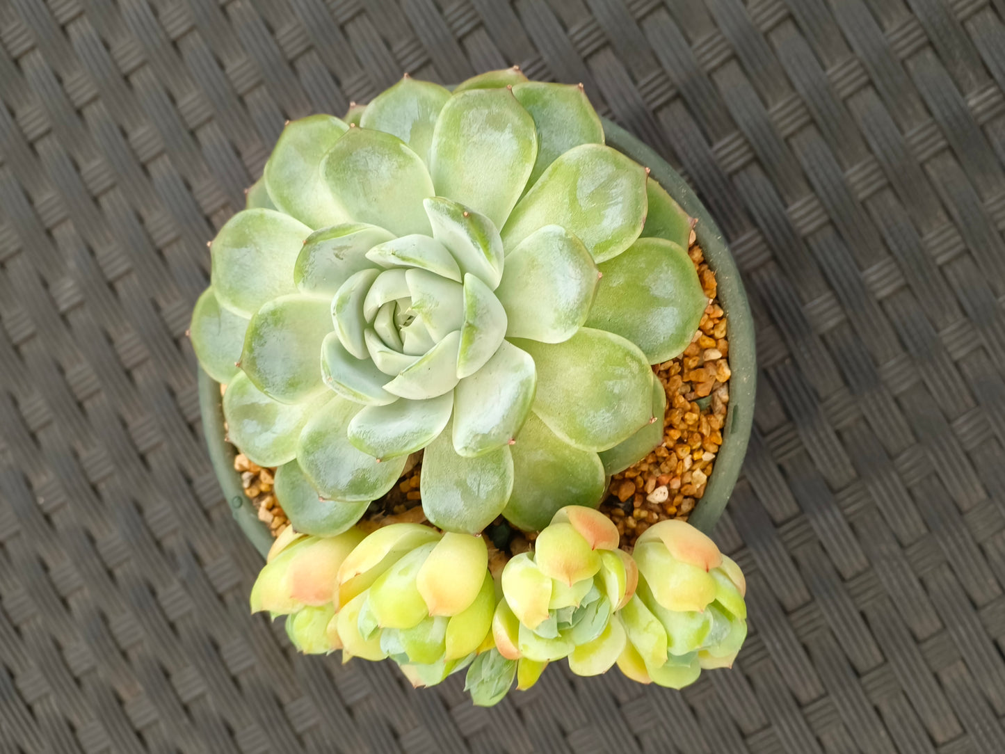 Succulent Rustica Garden Planter – Echeveria Onslow & Elegans - SlowBloomGreens