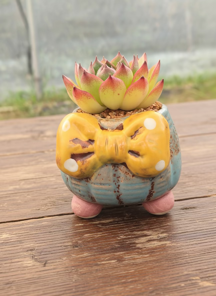 Succulent Festive Blue Bow Planter – Echeveria Agavoides 'Lipstick' - SlowBloomGreens