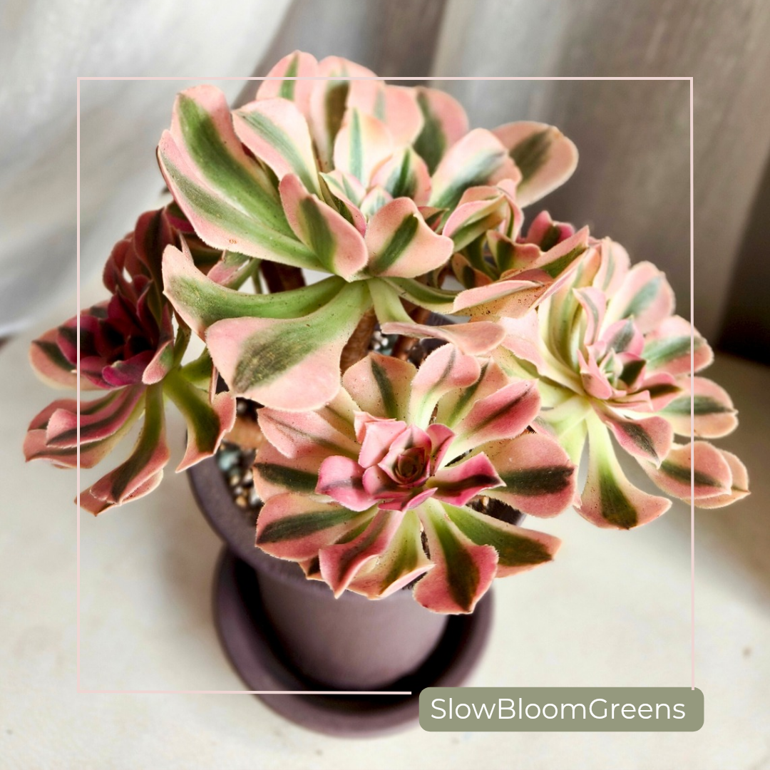 Aeonium Pink Witch Variegata – Rare Bare Root Succulent