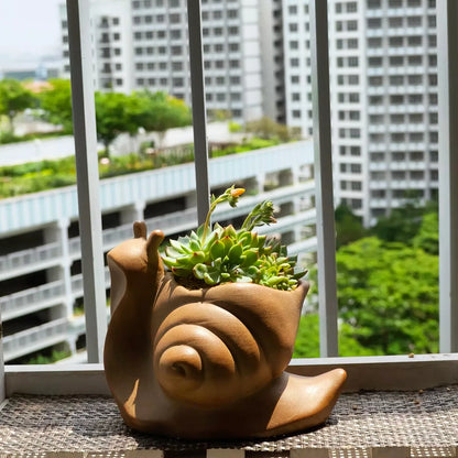 Succulent Snail Suzy 🌸Blooming