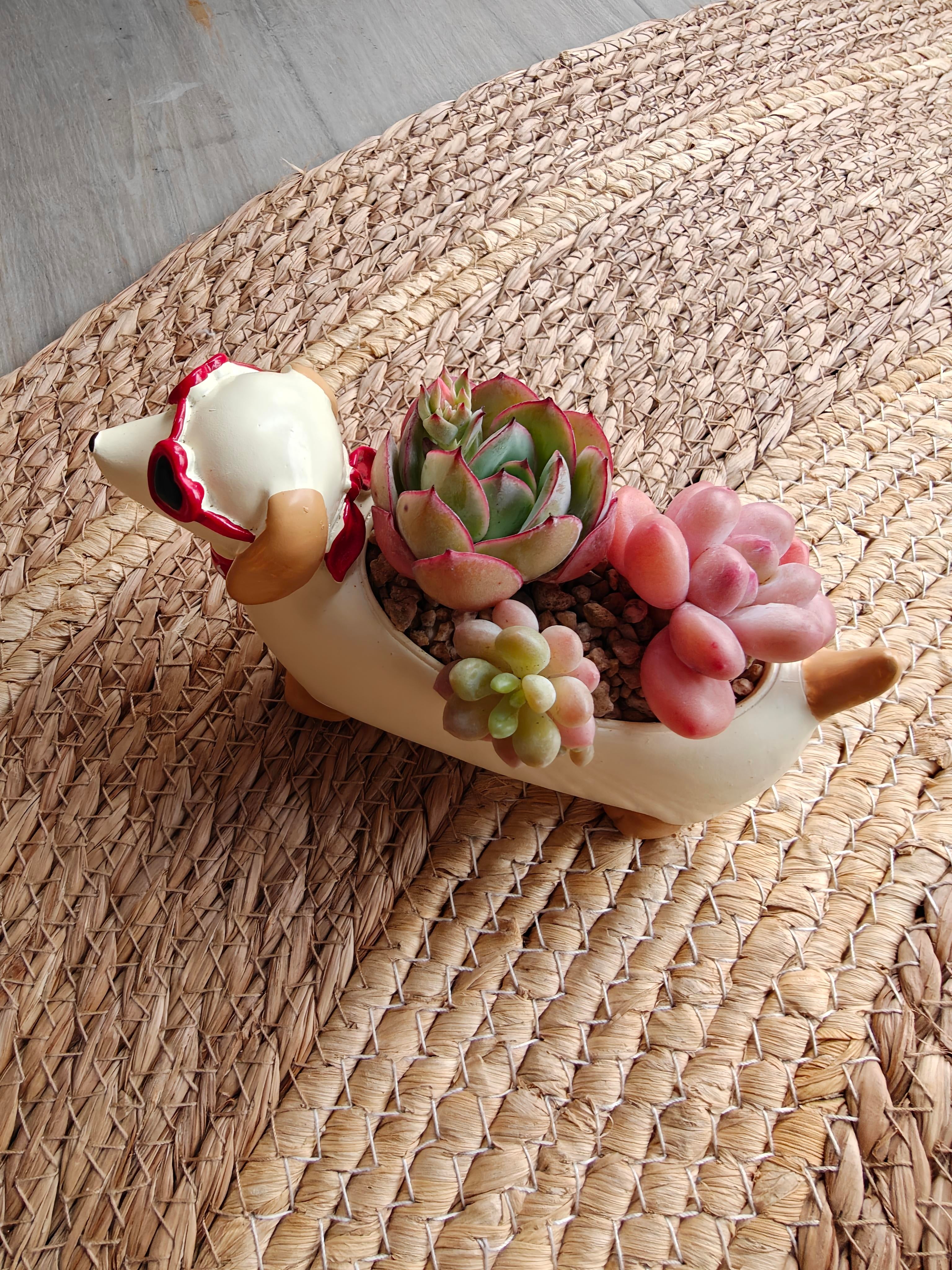 Succulent Dachshund Planter – Mixed Succulent Arrangement (Heart Sunglasses)