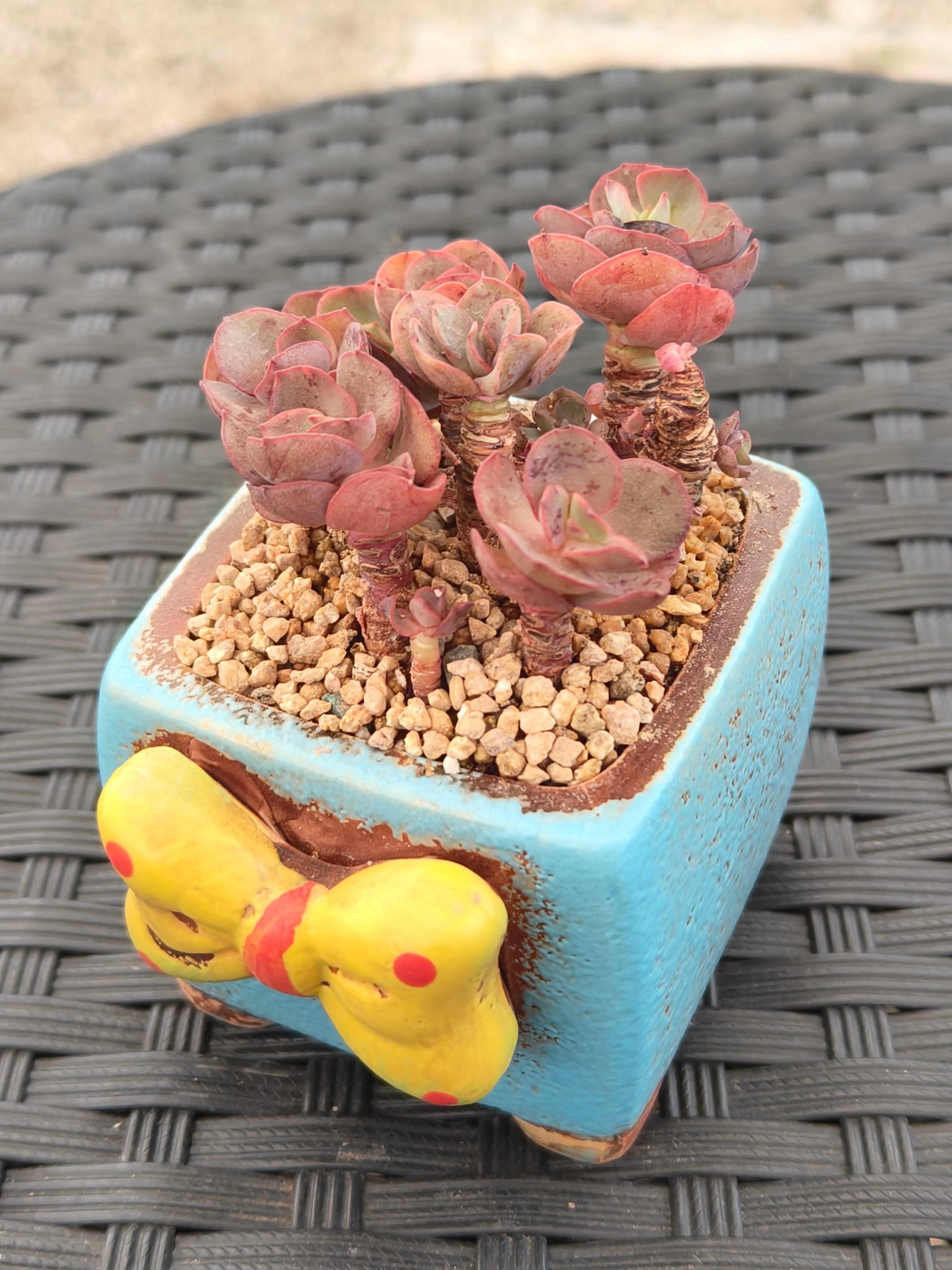 Succulent Festive Yellow Bow Square Planter – Echeveria ‘Suyon’ - SlowBloomGreens