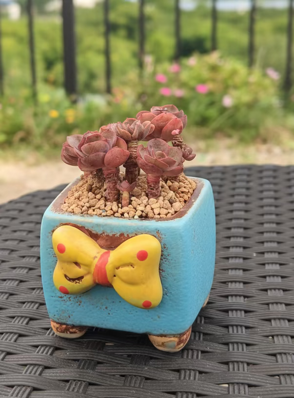 Succulent Festive Yellow Bow Square Planter – Echeveria ‘Suyon’ - SlowBloomGreens