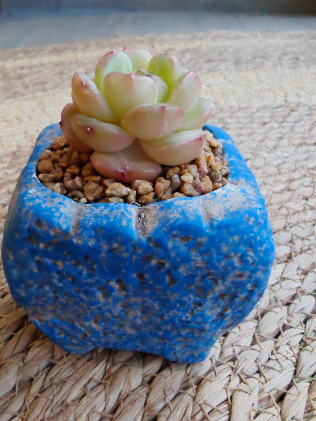 Rustic Bloom Succulent Planter – Echeveria hybrid - SlowBloomGreens