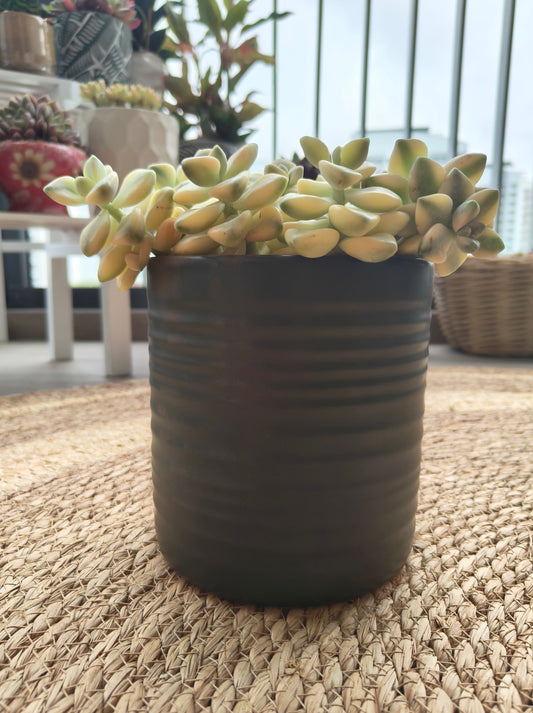 Succulent Ceramic Green Planter - Graptoveria 'Titubans' - SlowBloomGreens