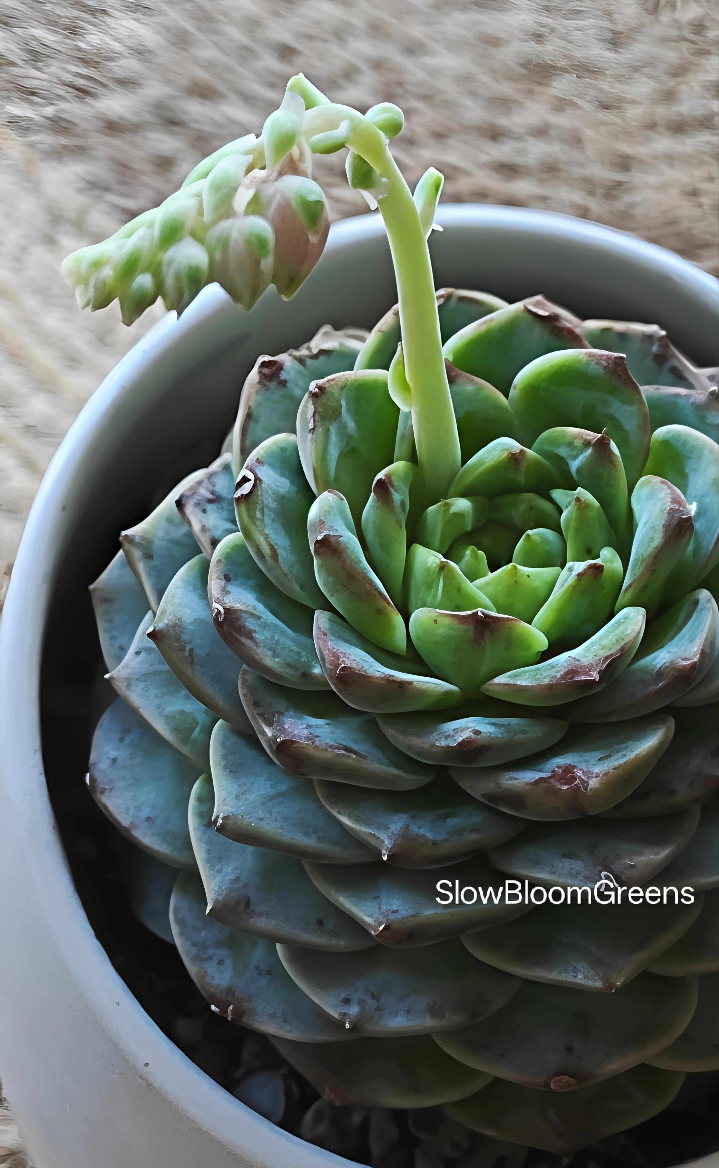 Succulent Egg-Shaped Ceramic Planter – Echeveria 'Red Velvet'