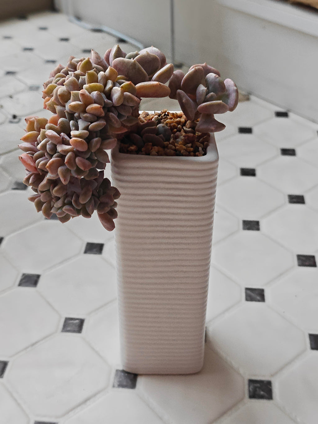 Succulent Ribbed White Planter – Echeveria 'Cubic Frost' - SlowBloomGreens