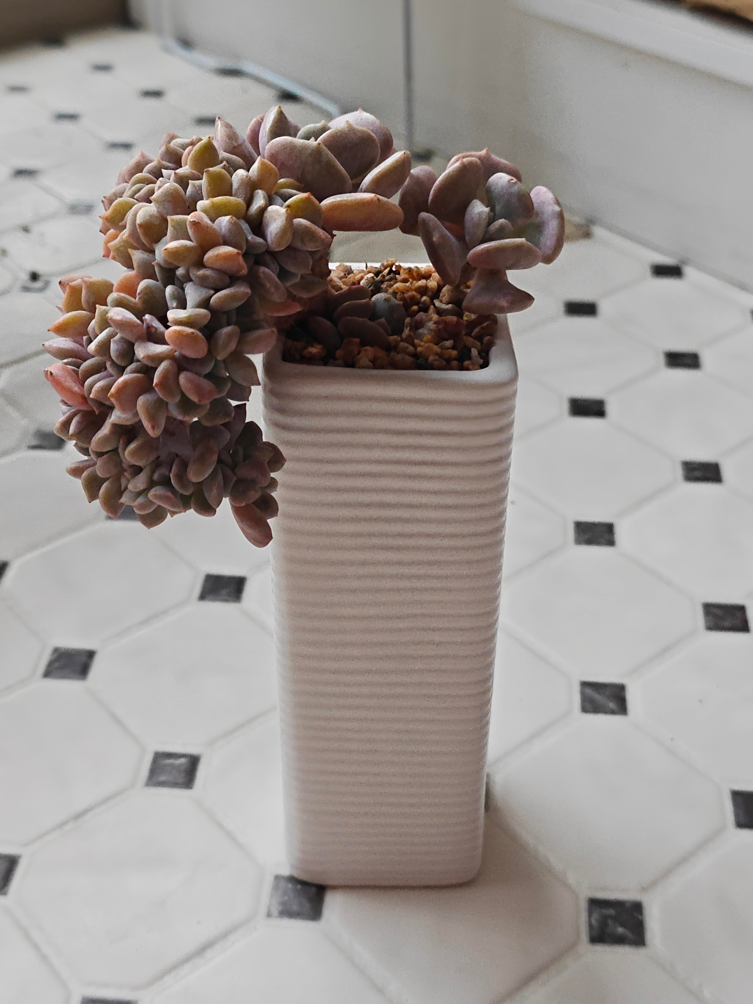 Succulent Ribbed White Planter – Echeveria 'Cubic Frost'