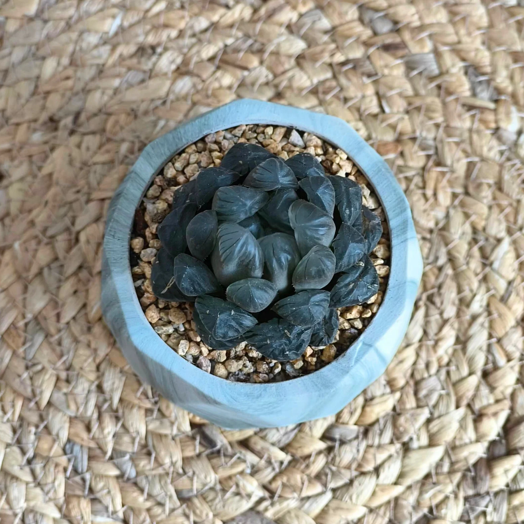 Succulent Classic Marble Earth Green Fern - SlowBloomGreens