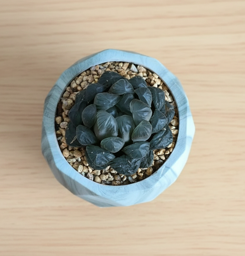 Succulent Classic Marble Earth Green Fern - SlowBloomGreens