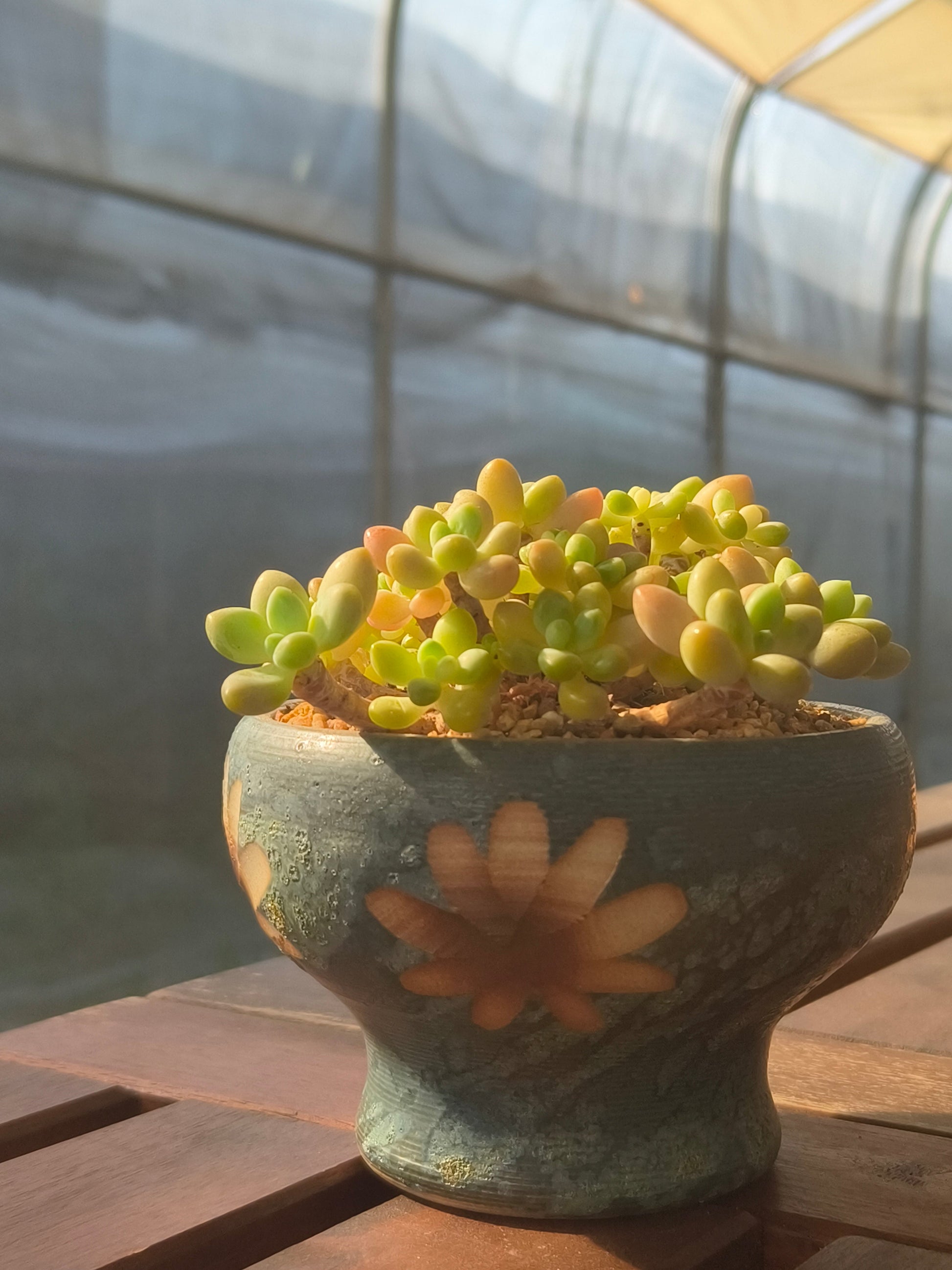 Succulent Moonlit Bloom Planter – Blue-Green with Graptopetalum Mendoza - SlowBloomGreens
