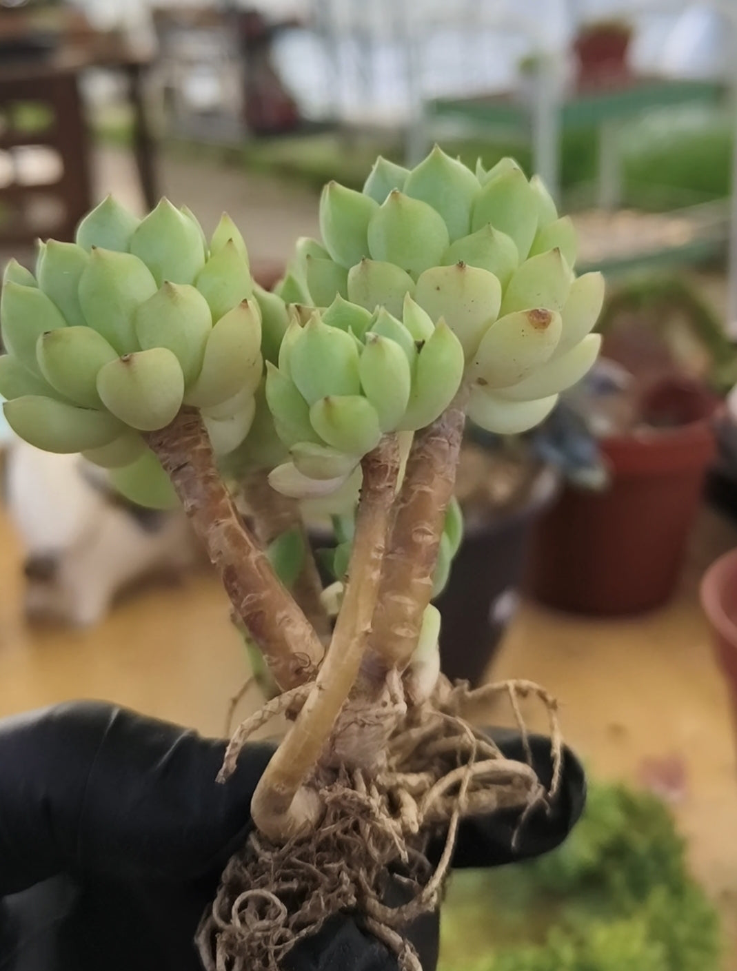 Succulent Starter Planter - Echeveria 'Lime n Chili' - SlowBloomGreens