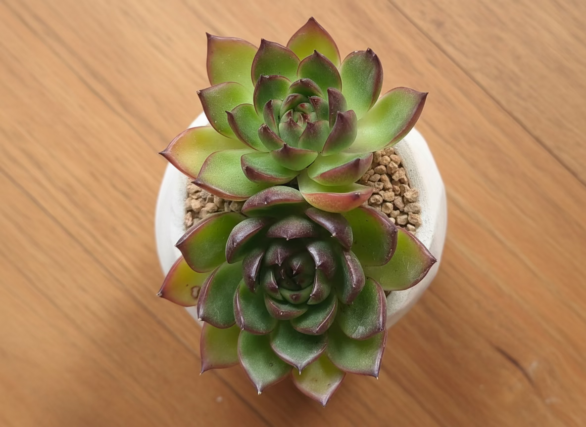 Succulent Classic Marble Gold Planter - Echeveria Agavoides