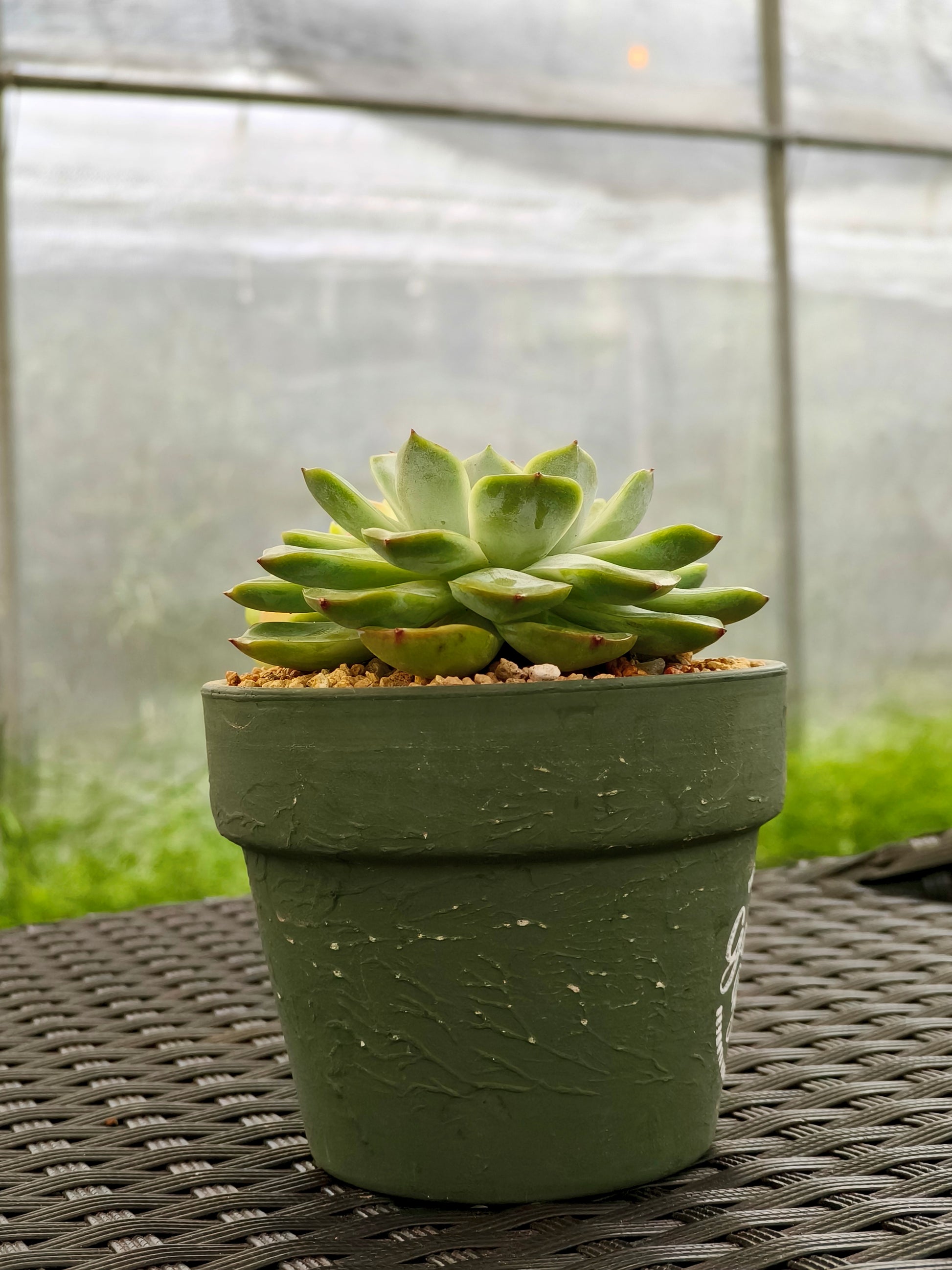 Succulent Rustica Garden Planter – Echeveria Onslow & Elegans - SlowBloomGreens