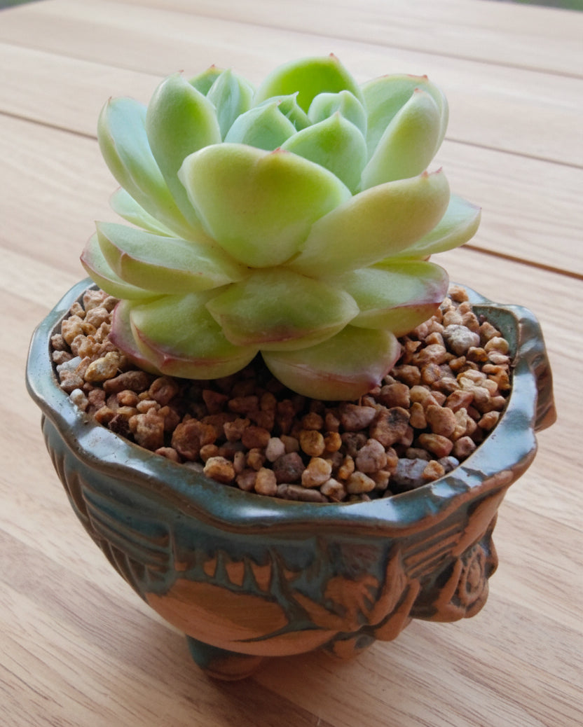 Vintage Teal Succulent Planter – Echeveria Elegans