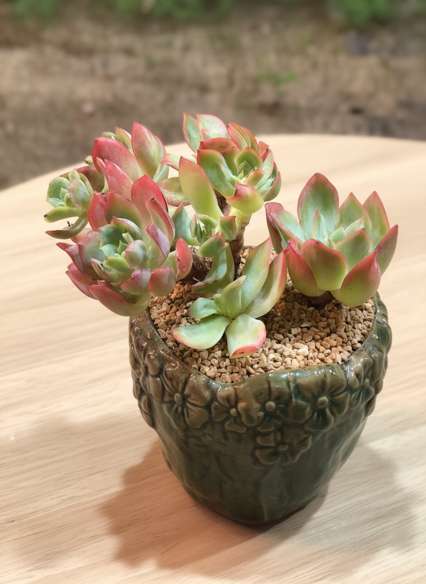 Succulent Rustica Flora Planter – Echeveria 'Silk Veil' - SlowBloomGreens