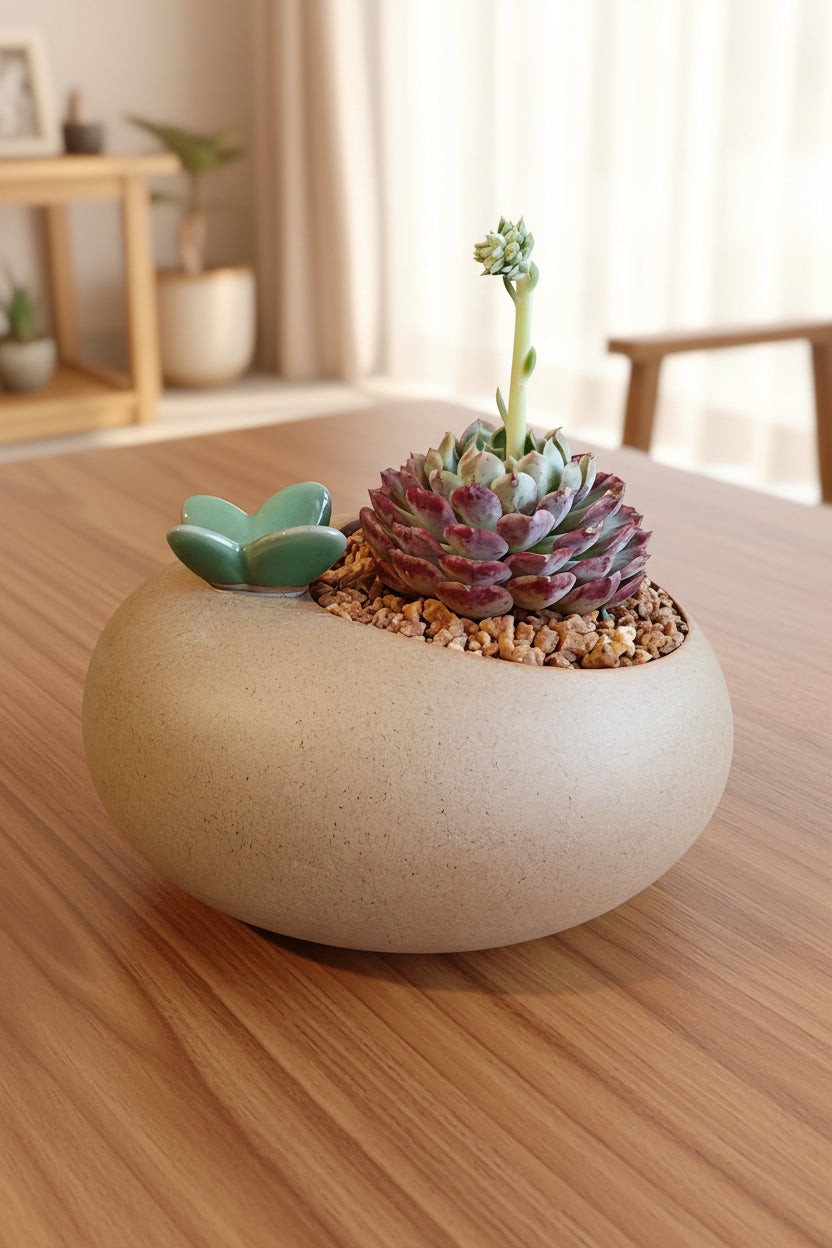Succulent Butterfly Planter – Echeveria hybrid 'Red Hole (blooming) - SlowBloomGreens