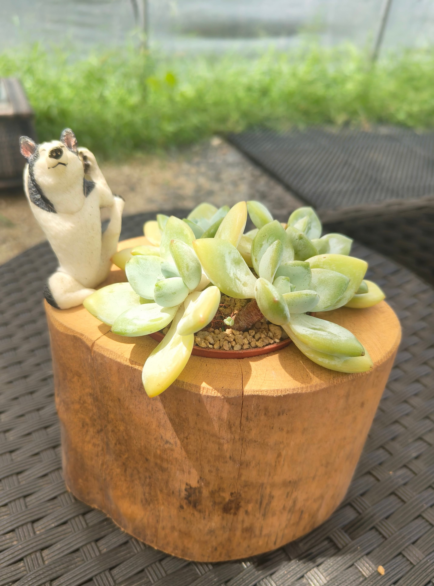 Succulent Yoga Husky on Woodland Log – Echeveria Hybrid