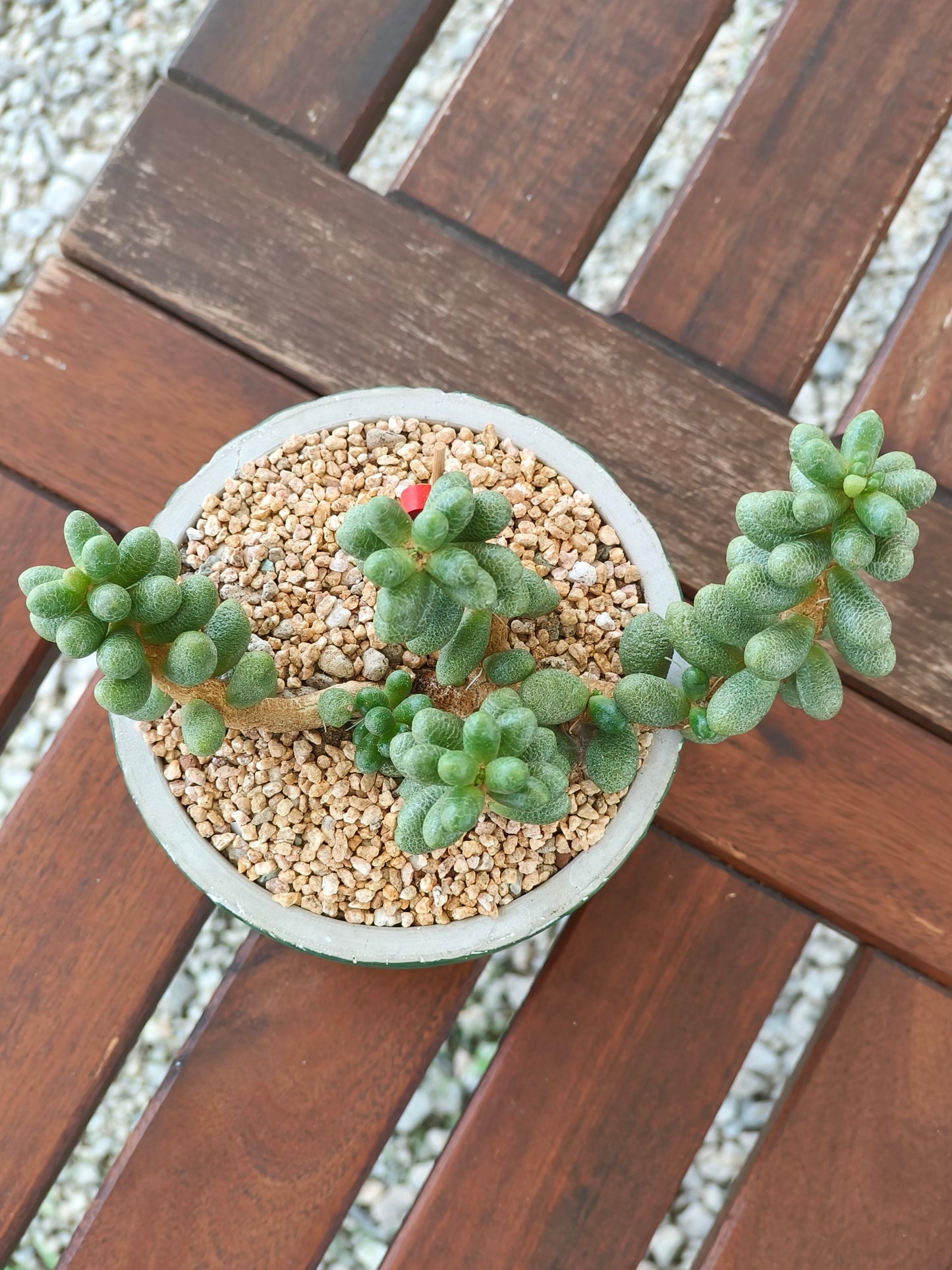 Succulent Whispering Leaves Planter – Sedum Hernandezii *Rare