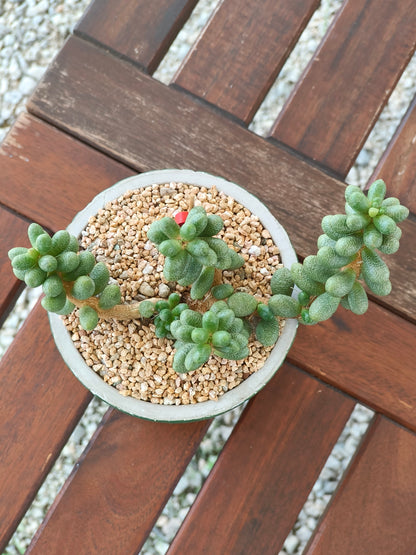 Succulent Whispering Leaves Planter – Sedum Hernandezii *Rare