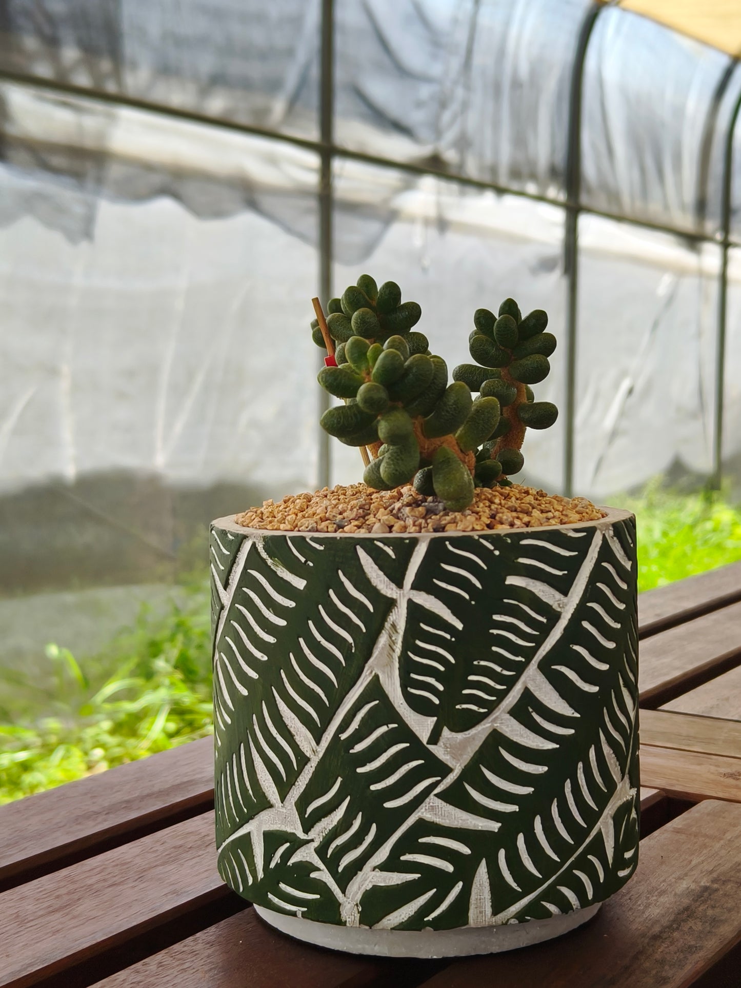 Succulent Whispering Leaves Planter – Sedum Hernandezii *Rare