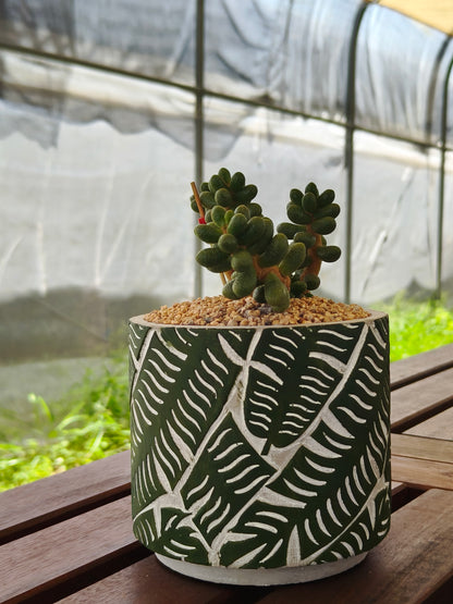 Succulent Whispering Leaves Planter – Sedum Hernandezii *Rare