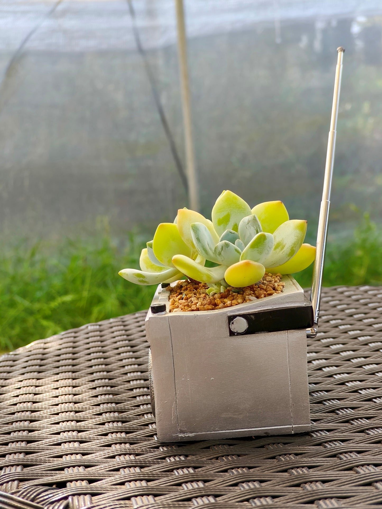 Succulent Retro Boombox – Echeveria Hybrid