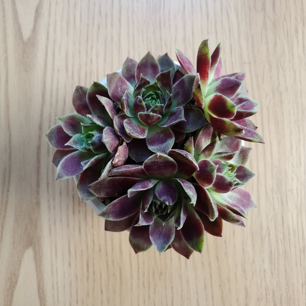 Classic Marble Gold Planter – Sempervivum 'Stansfieldii' (Hens & Chicks') - SlowBloomGreens