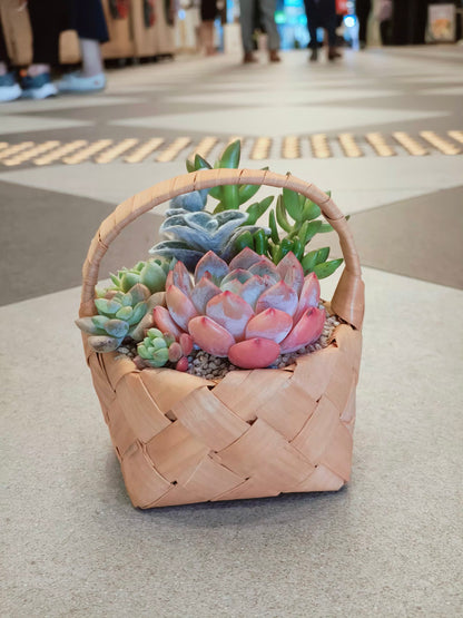 (Copy) Succulent Basket Bliss ( Customised) - SlowBloomGreens