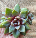 Graptopetalum 'Purple Haze' – Bare Root Succulent - SlowBloomGreens