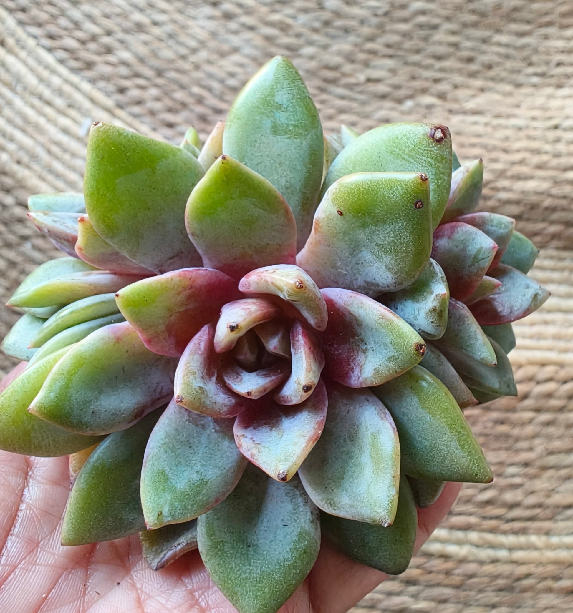 Graptopetalum 'Purple Haze' – Bare Root Succulent - SlowBloomGreens