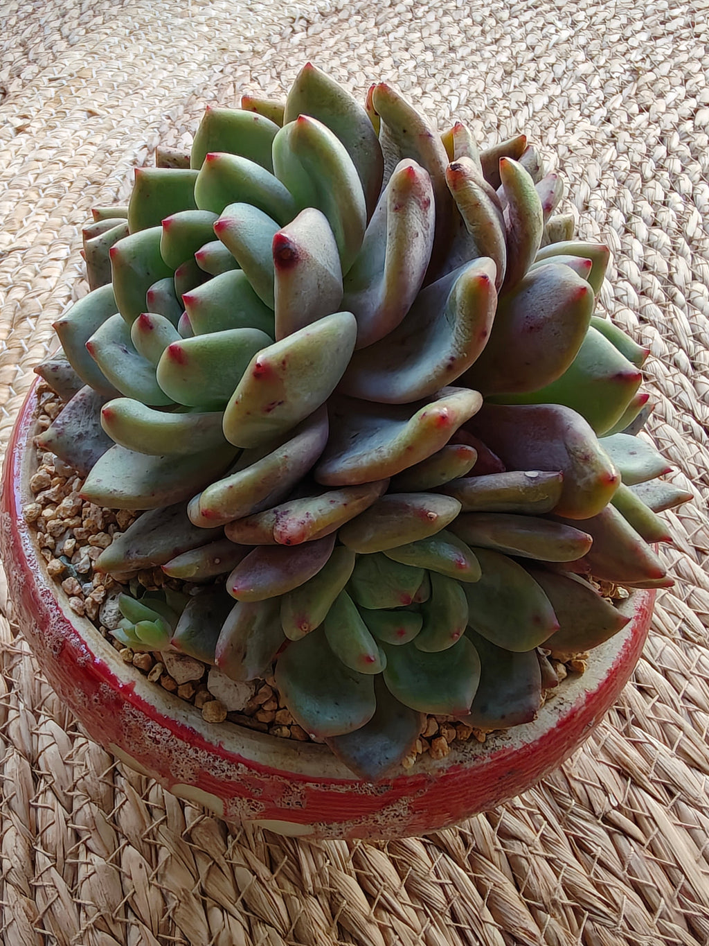 Succulent Moonlit Red Planter – Echeveria hybrid (huge) - SlowBloomGreens
