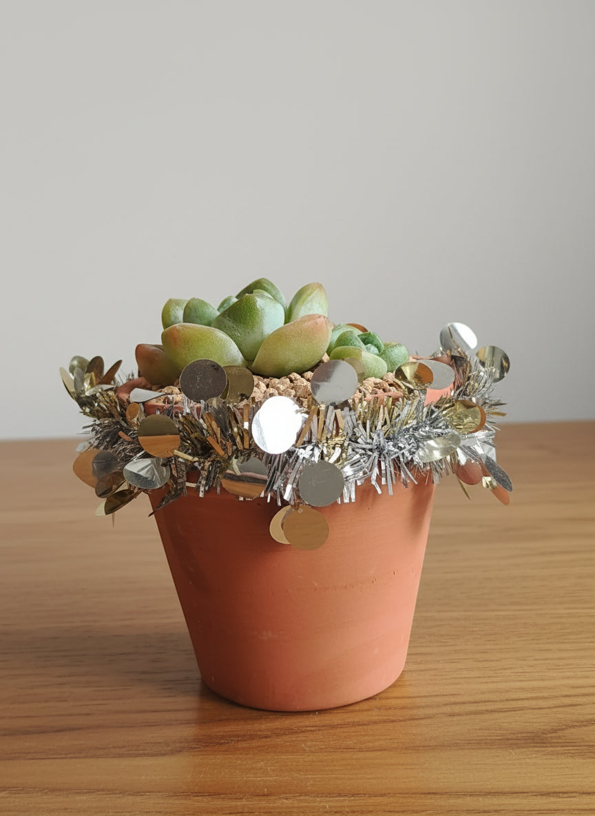 Succulent Simply Blessed Festive Terracotta (L) - Assorted Succulent - SlowBloomGreens
