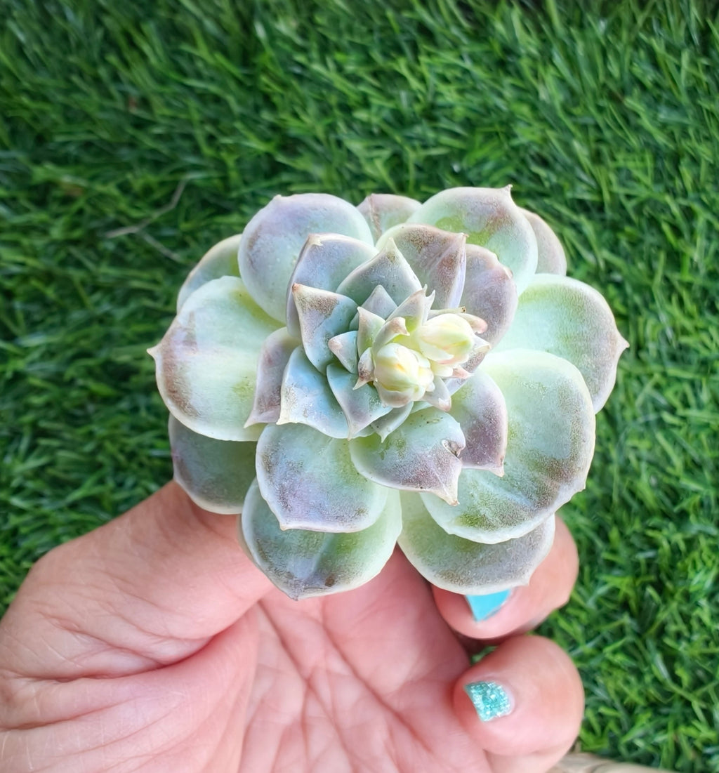 Echeveria Hyalina – Bare Root Succulent - SlowBloomGreens