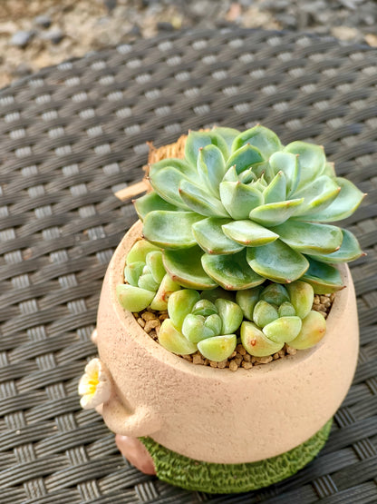 Succulent Buddies Planter - Echeveria+ 3 chubby Ice Green