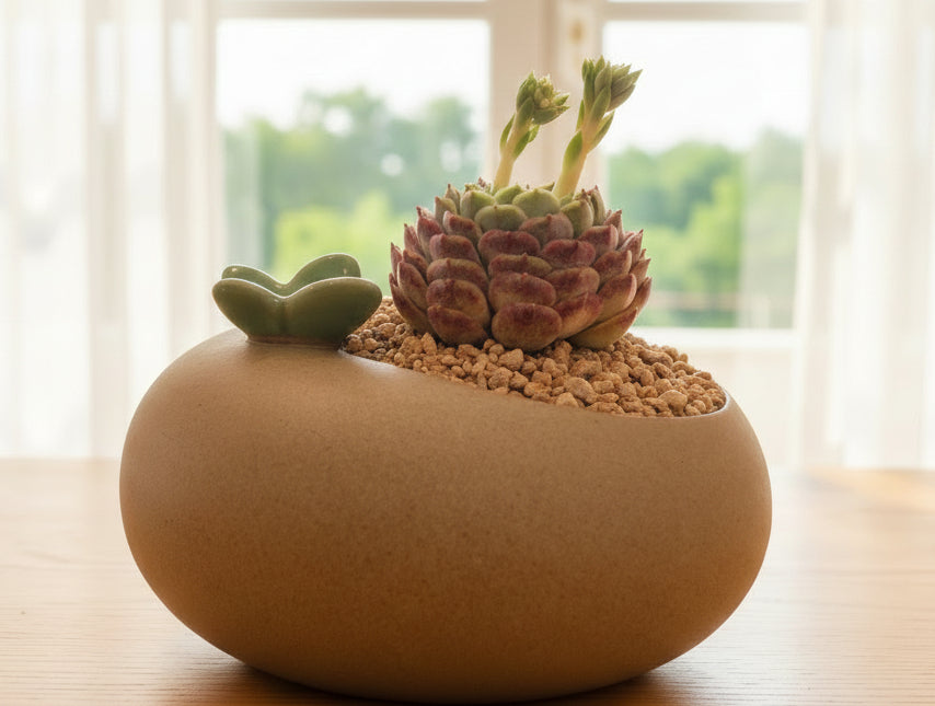 Succulent Butterfly Planter – Echeveria hybrid 'Red Hole (double blooming) - SlowBloomGreens