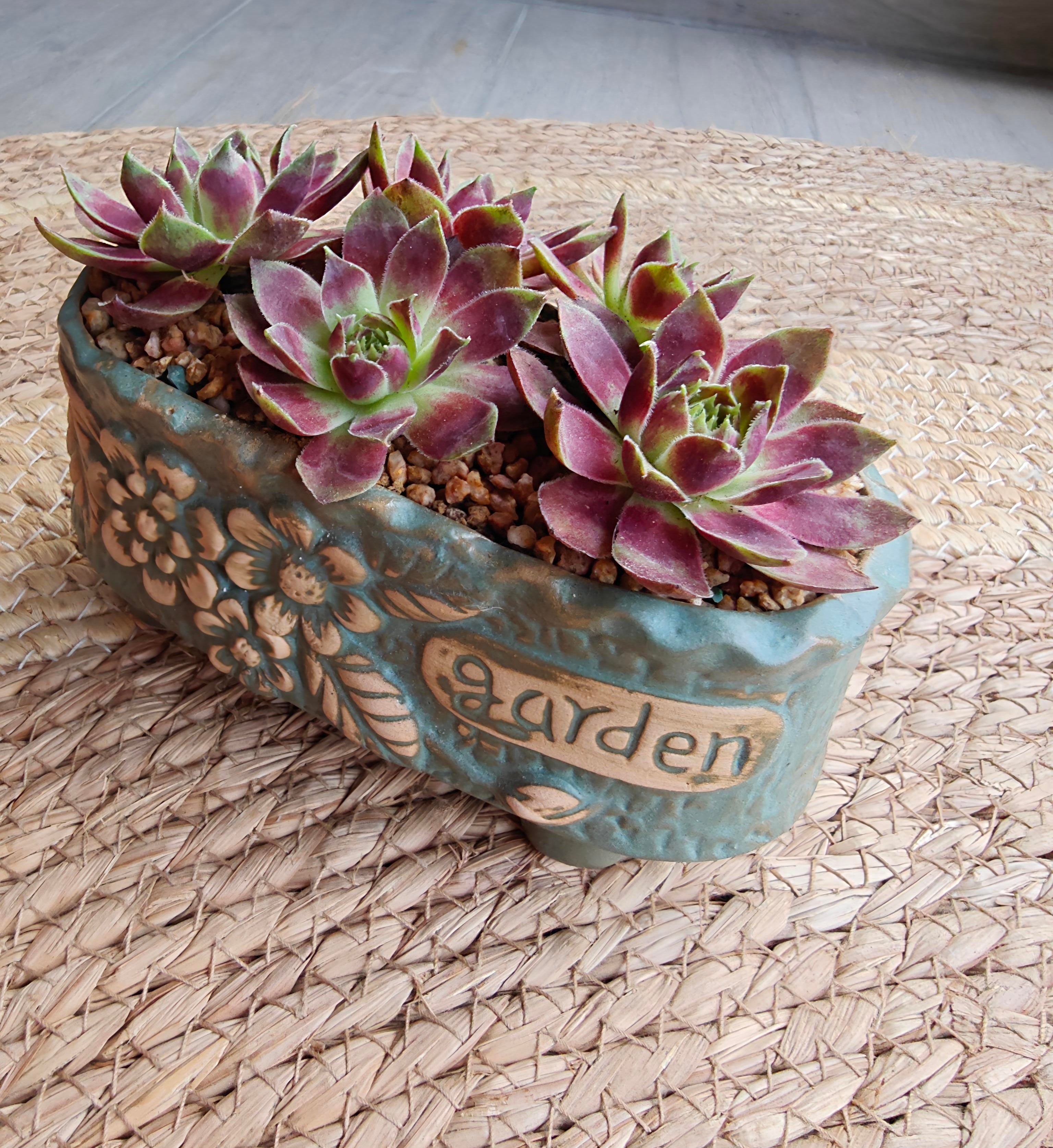 Vintage Teal Succulent Planter – Sempervivum 'Stansfieldii' (Hens & Chicks')