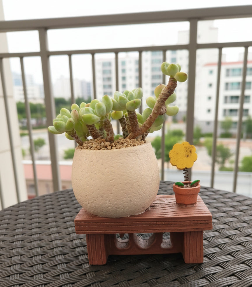 Succulent Happy Buddy Planter – Tiscalatengo Gorge Sedum - SlowBloomGreens