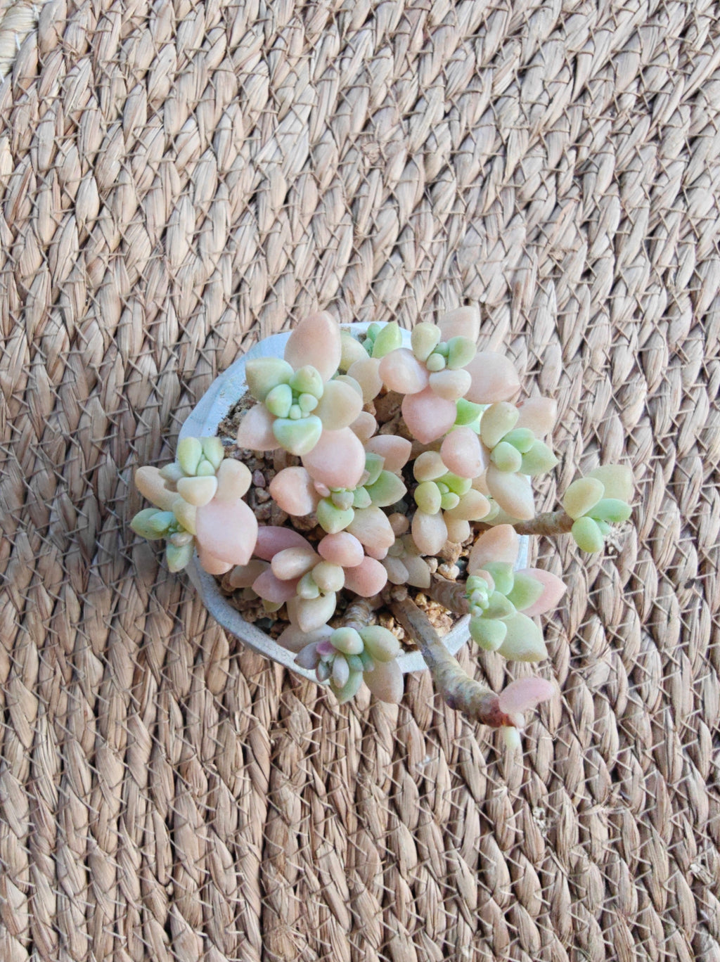 Classic Marble Green Planter – Graptopetalum 'Mirinae' - SlowBloomGreens
