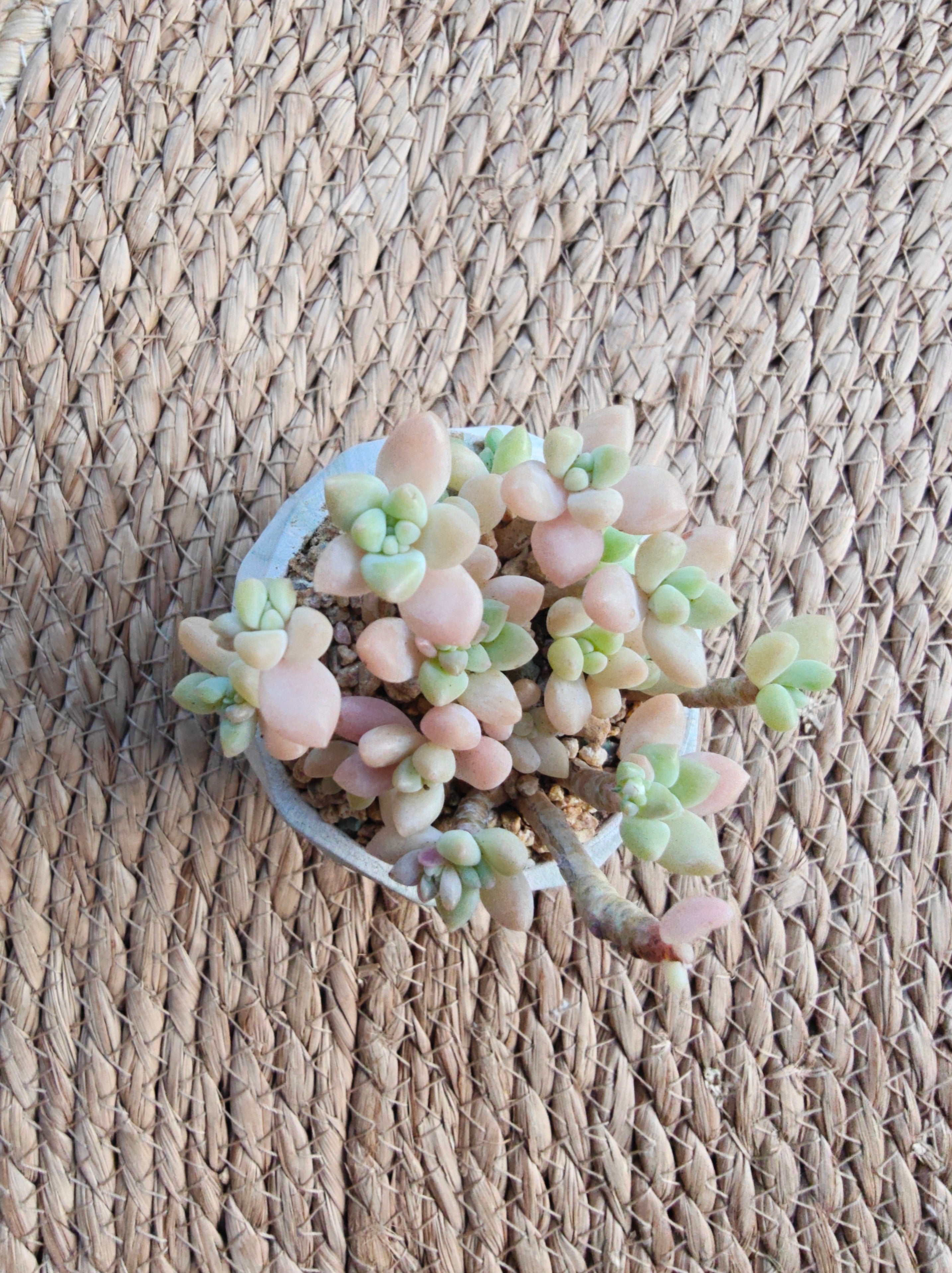 Classic Marble Green Planter – Graptopetalum 'Mirinae' - SlowBloomGreens