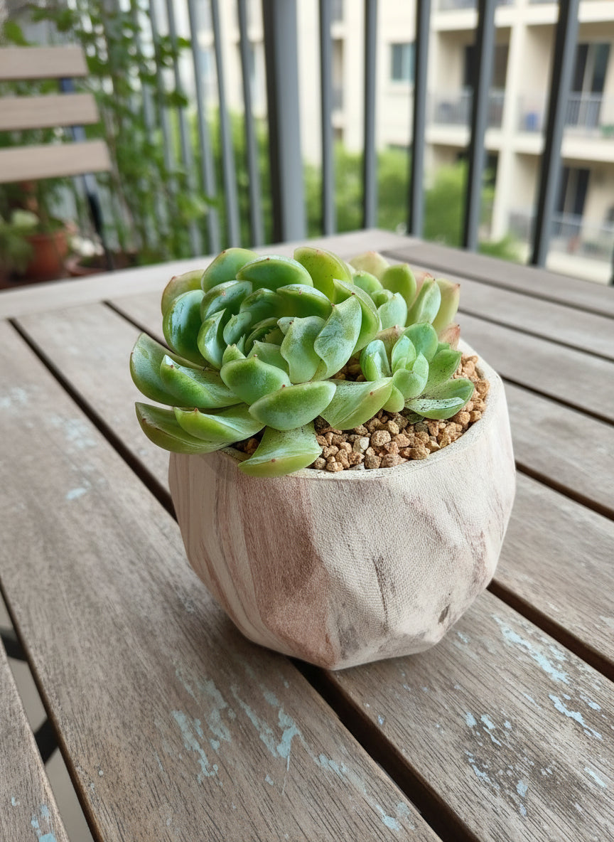 Succulent Classic Marble Brown Planter – Echeveria 'Lime n Chili'