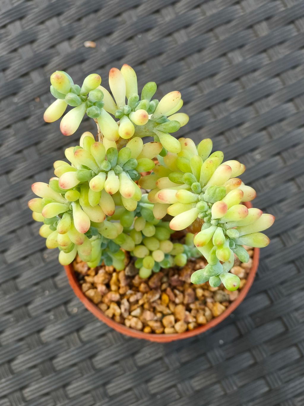 Succulent Starter Planter - Sedum Pachyphyllum 'Jellybeans' - SlowBloomGreens