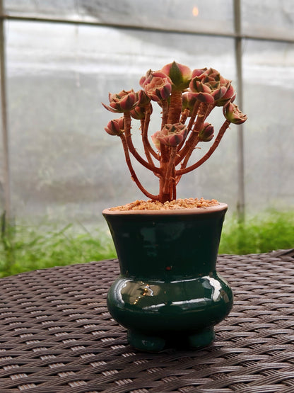 Succulent Rustica Emerald Planter - Aeonium 'Sunburst' - SlowBloomGreens